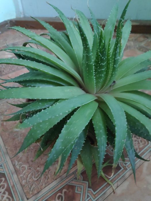 Алоє арістата сукуленти