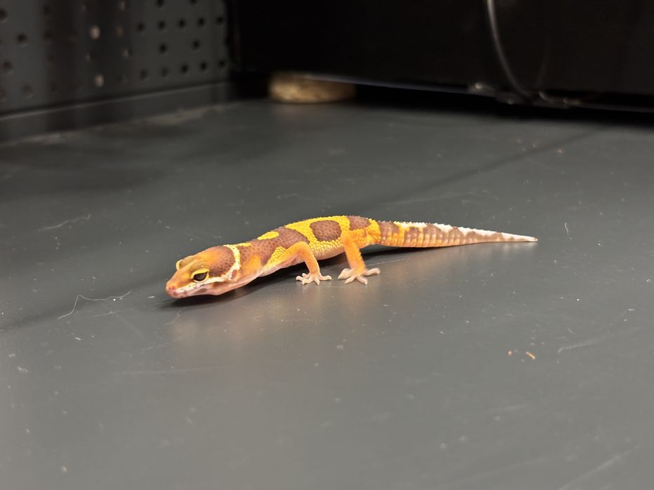 Gekon lamparci młody
