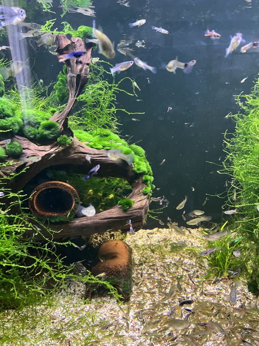 Tenho Guppys criação própria