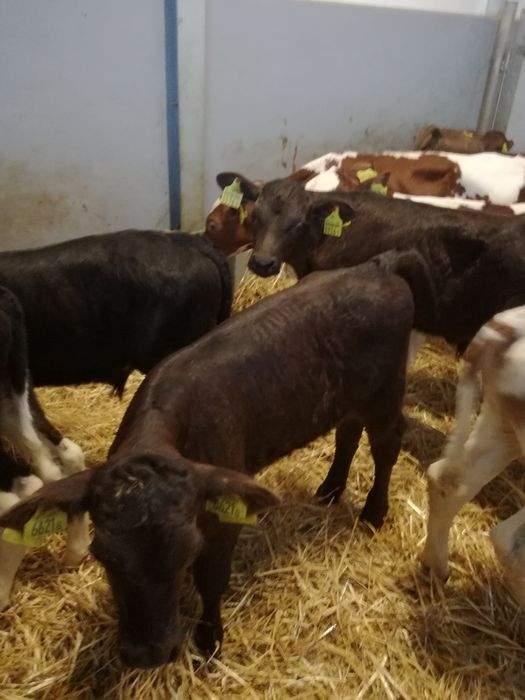 Cielaki Polskie Skrwilno Byczki i Jałówki