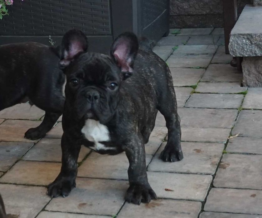 buldog francuski chłopczyk