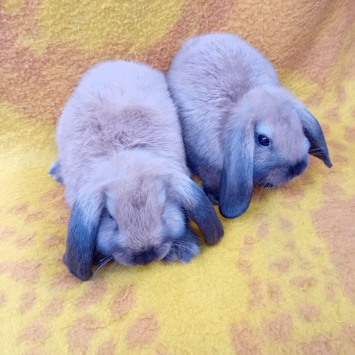 Króliki miniaturki Baranki Teddy samczyki GRUDZIĄDZ