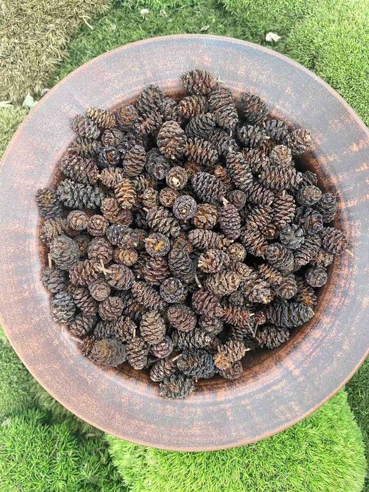 Шишки вільхи, шишки ольхи, ольховые шишки