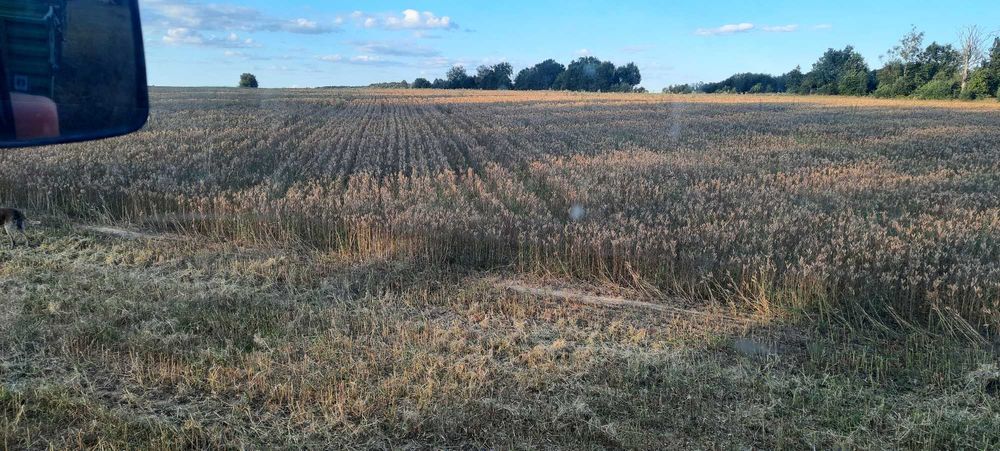 Łubin wąskolistny, ekologiczny ze zbioru 2025 czyszczony