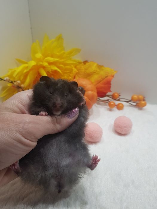 Chomik syryjski (Mesocricetus auratus) maluszki