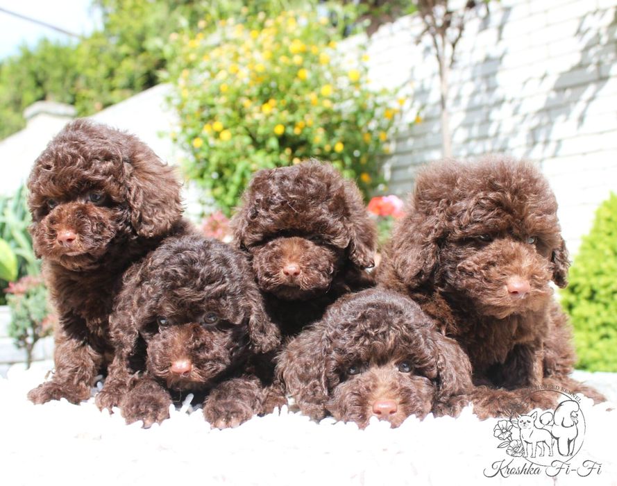 Щенята той- карликового пуделя. ВІДЕО