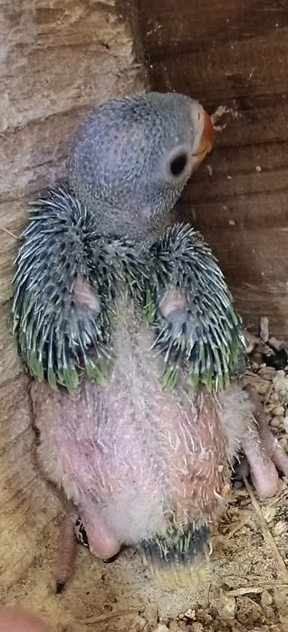 Ring necks para criar á mão