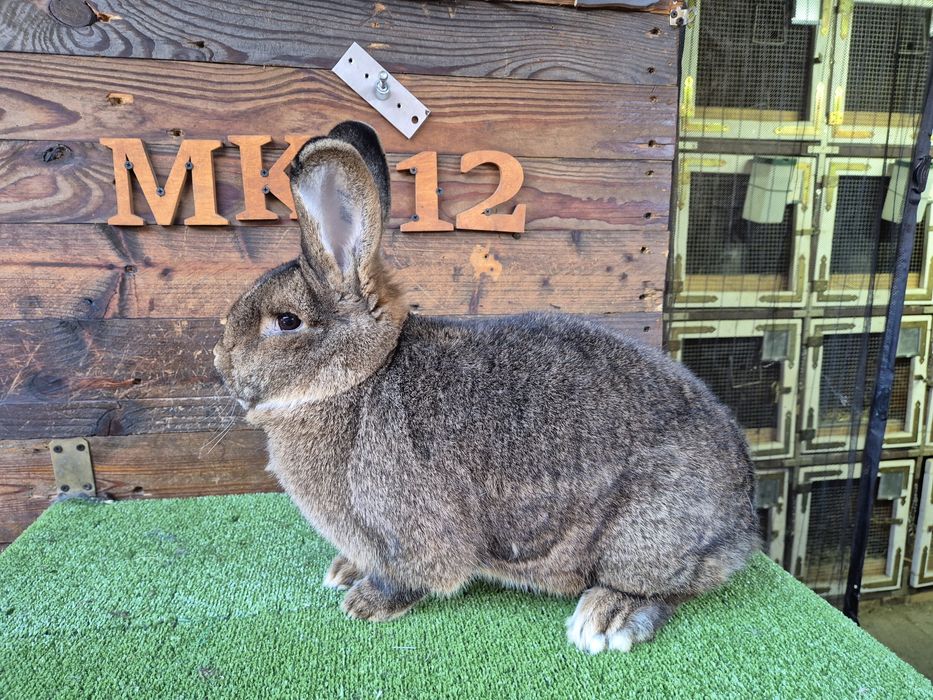 Królik Wiedeński Szary samica WS