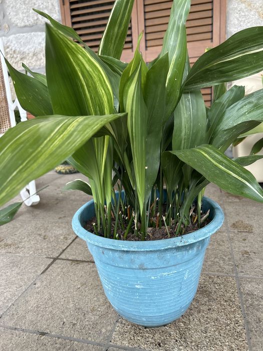 Vendo Aspidistra