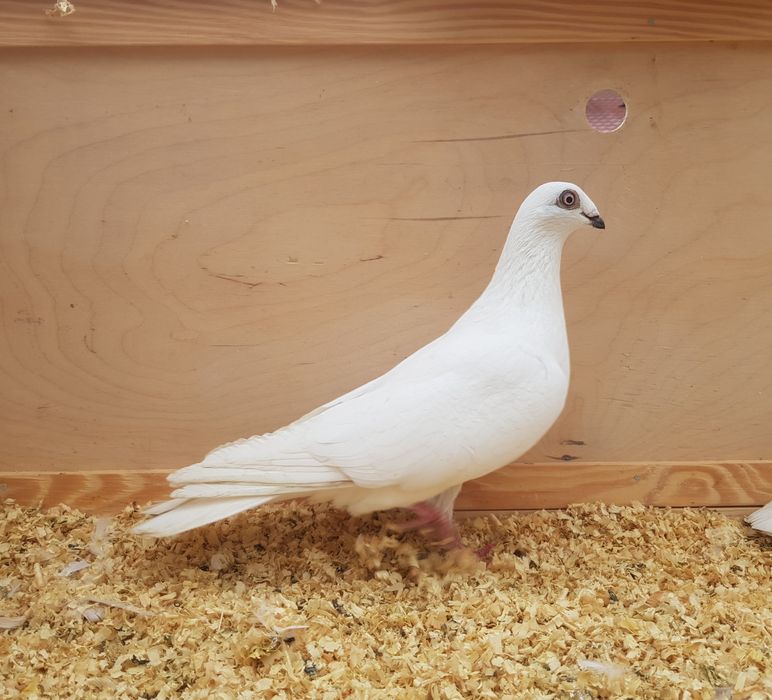 Czarnodzioby, bociany Budapesztańskie, budapeszty