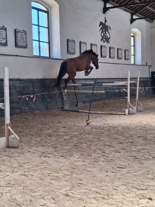 Cavalo puro sangue lusitano