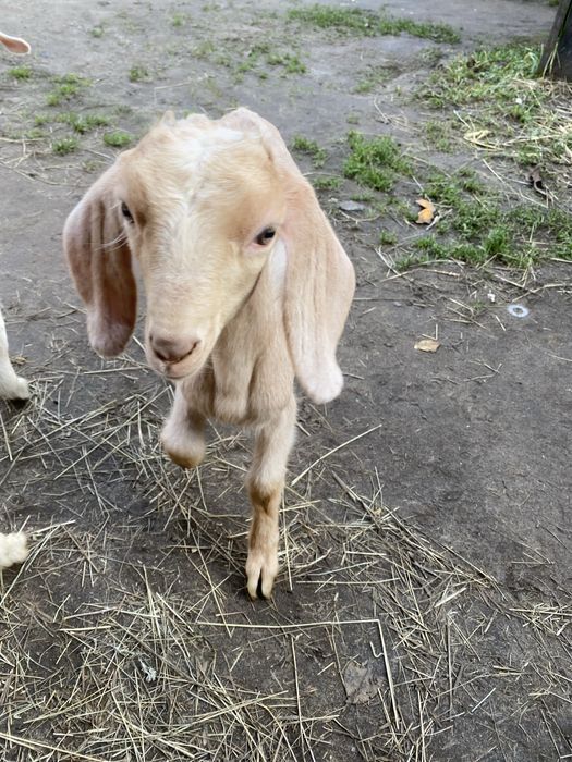 Козенята нубійської породи(кози нубійкі)