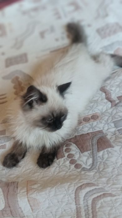 Невська маскарадна 4 міс котик і киця