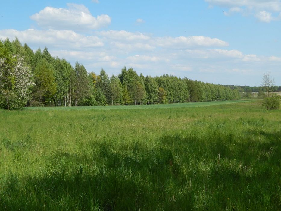 Działka   1150 m2 W.Z.