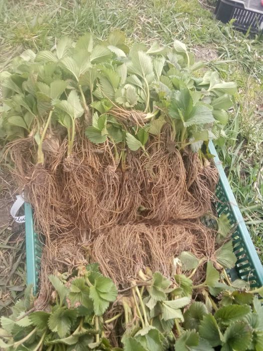 Саджанці полуниці