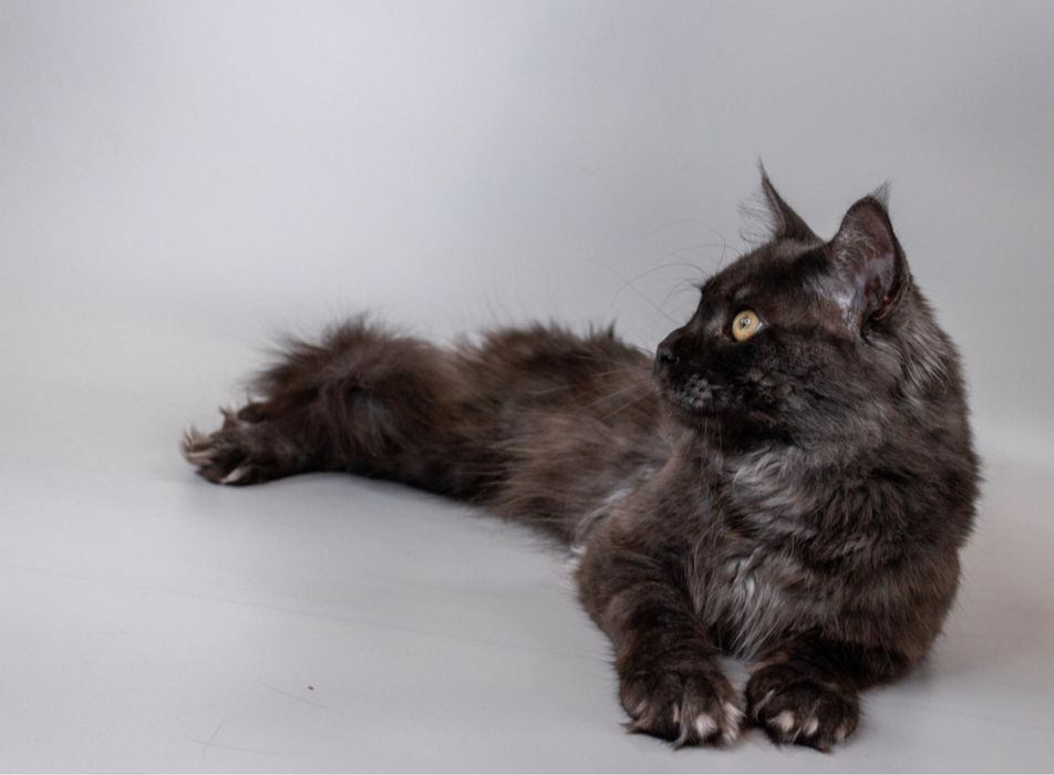 Мейн кун на парування