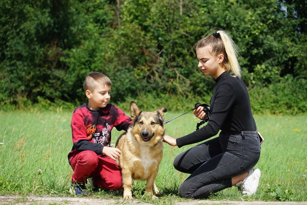 Władzio - mega fajny pies szuka domu