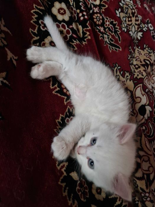 Шукаємо люблячу родину для кошенят!