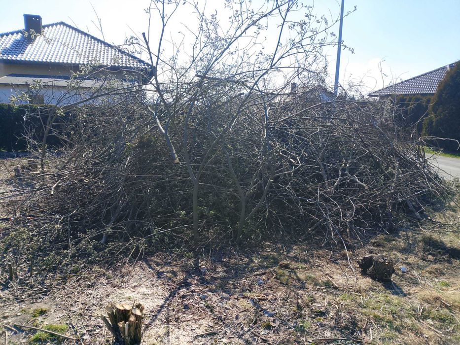 Gałęzie Gałeziowka chelmza