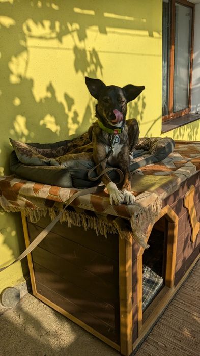 Собака компаньон только ответственным