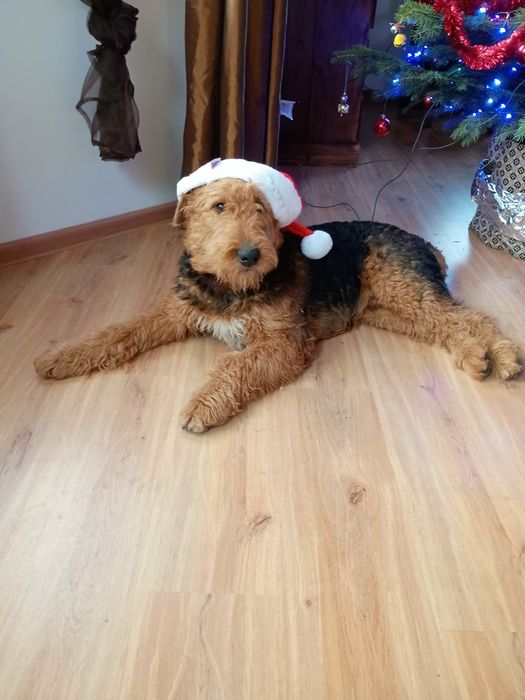 Airedale Terrier ZKwP FCI  pies