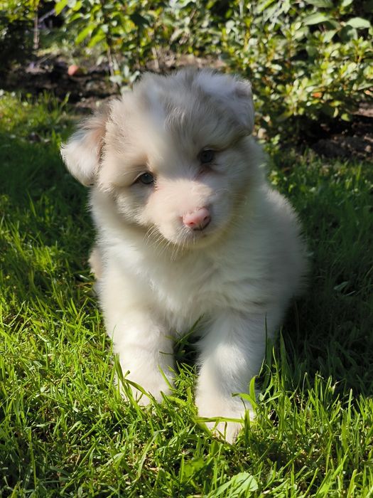 Border collie ZKWP FCI piesek red merle