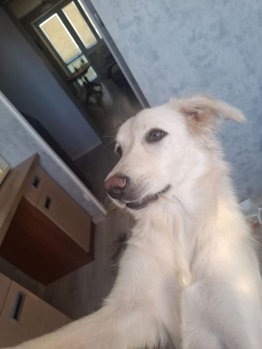 Oddam psa ośmio miesięcznego