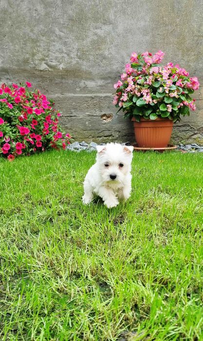 West Highland White Terrier suczka