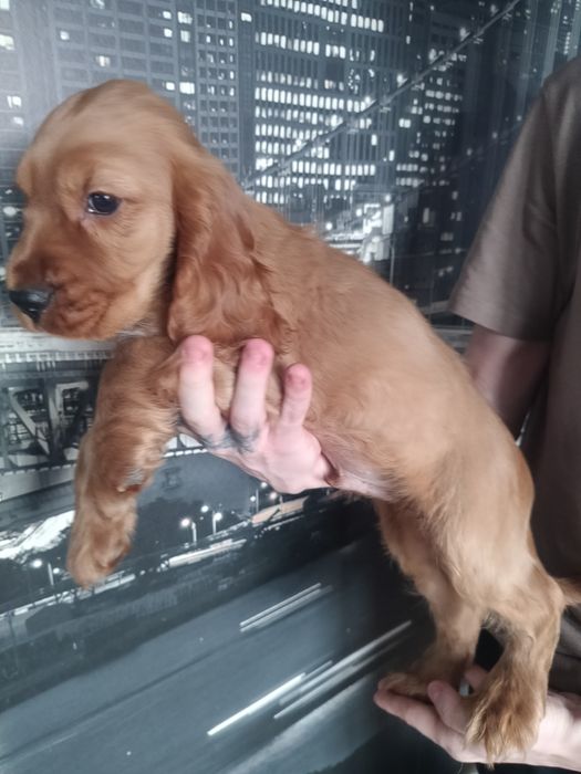 Cocker spaniel angielski