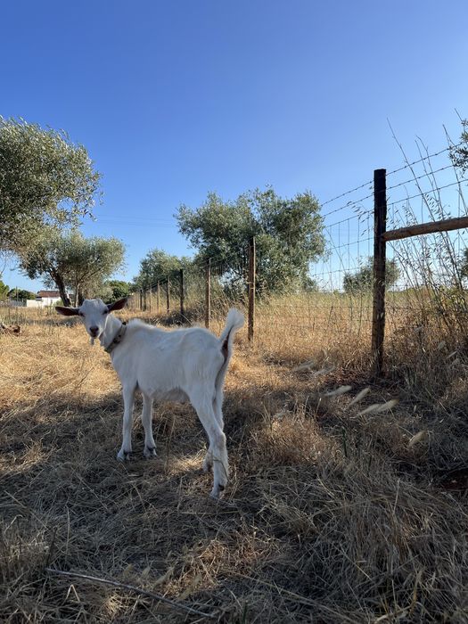 Cabrito saanen macho