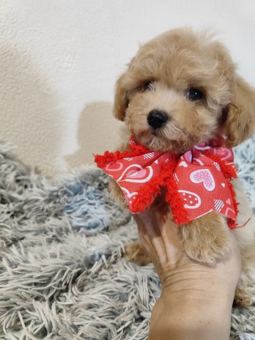 Чарівні малюки Мальтіпу ф1 хлопчики та дівчатка.