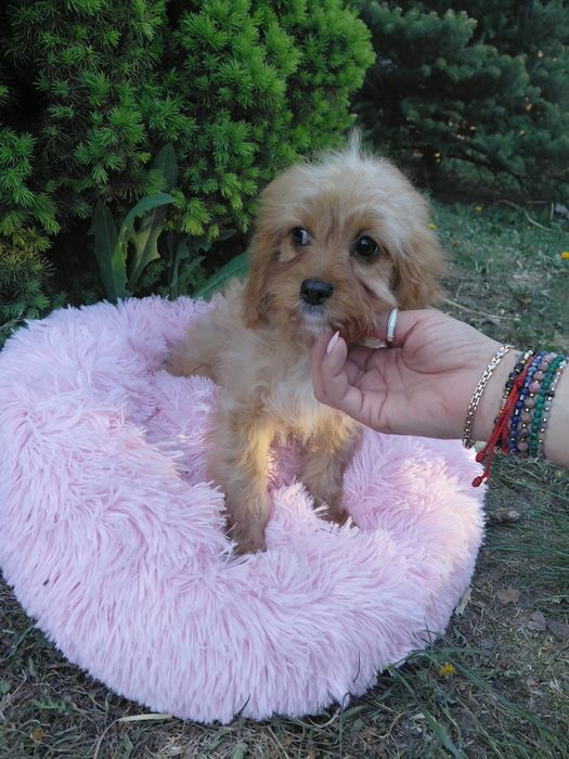 Sunia cavapoo  11tyg