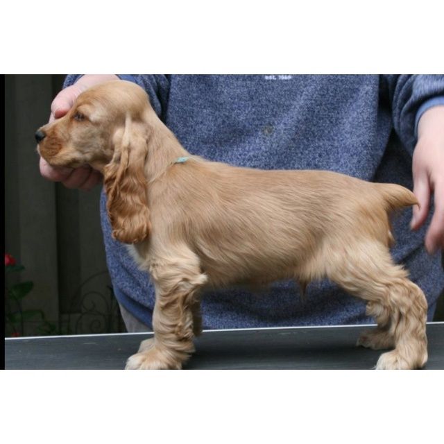 Цуценята спаніеля в пошуку люблячих родин