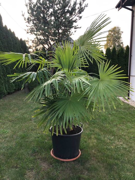Palma Szorstkowiec Fortunego 230 cm