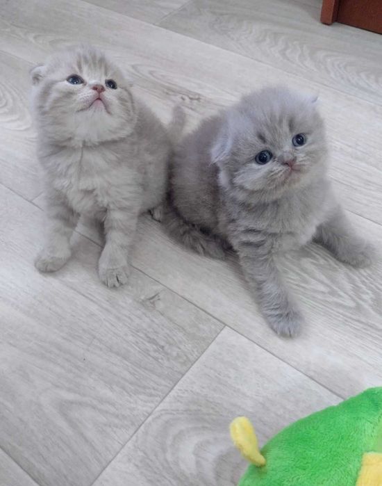 Шотландские котята!!!