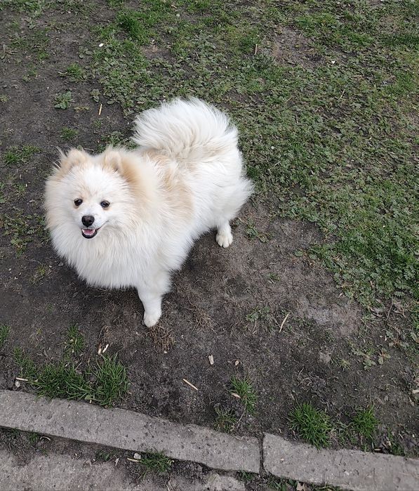 Szpic miniaturowy pomeranian