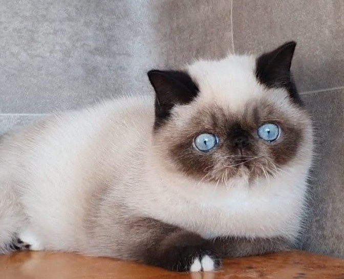 Kocurek Egzotyczny, czy te oczy mogą kła...