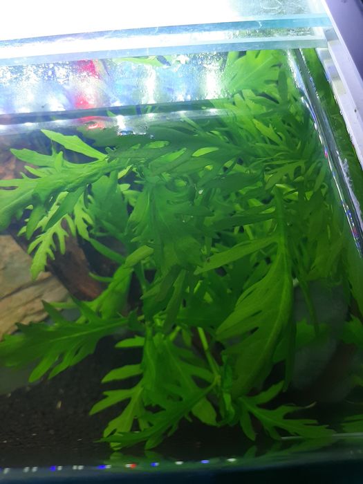Hygrophila Difformis