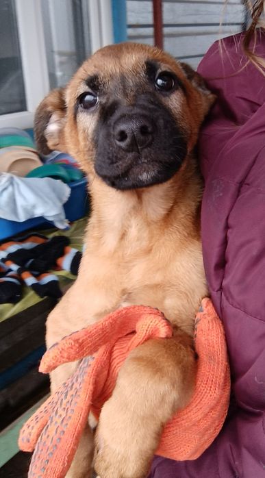 2 хлопчики шукають добрі руки