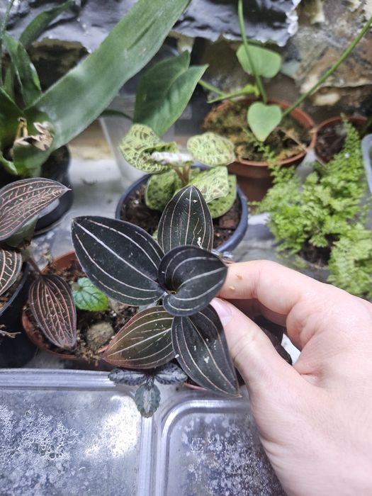 Storczyk jubilerski ludisia discolor