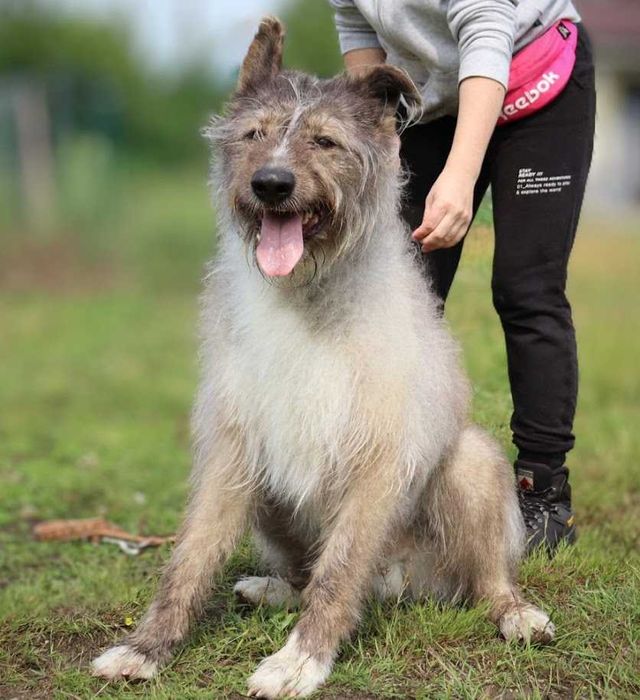 duży pies czeka na dom