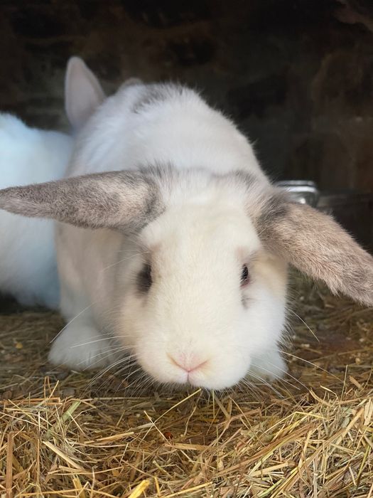 Coelhos anões várias cores com branco