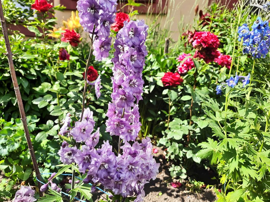 Насіння дельфініума багаторічного