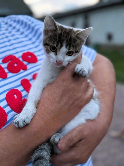 Dwa cudowne miziaste kociaki – wspólna adopcja mile widziana <3