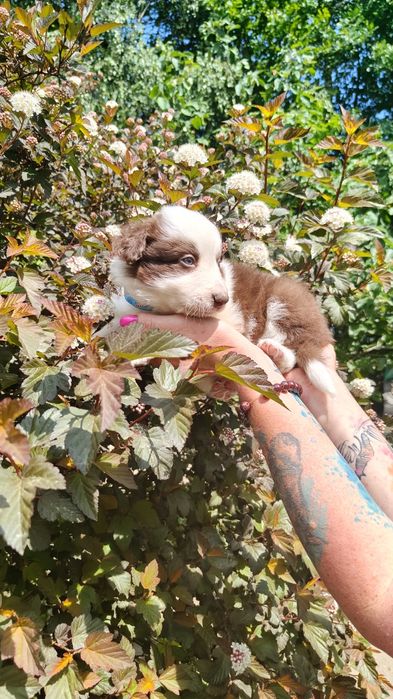 Border collie - samiec