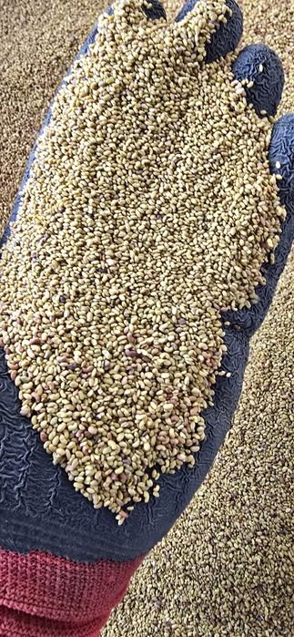 Lucerna, jasna i czysta, sprawdzona i pewna, wysylka