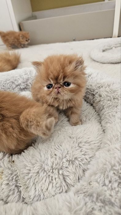 Персицькі котики екстримали