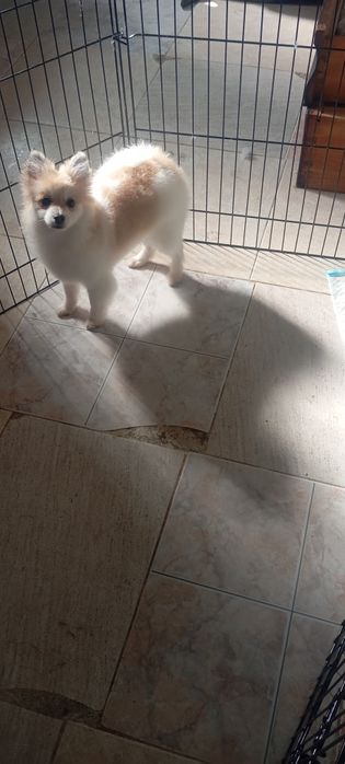 Lulu da Pomerânia menina