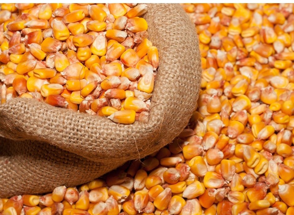 Кукурудза, пшениця