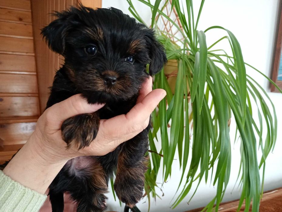 Yorkshire terrier RODOWÓD -PIESEK